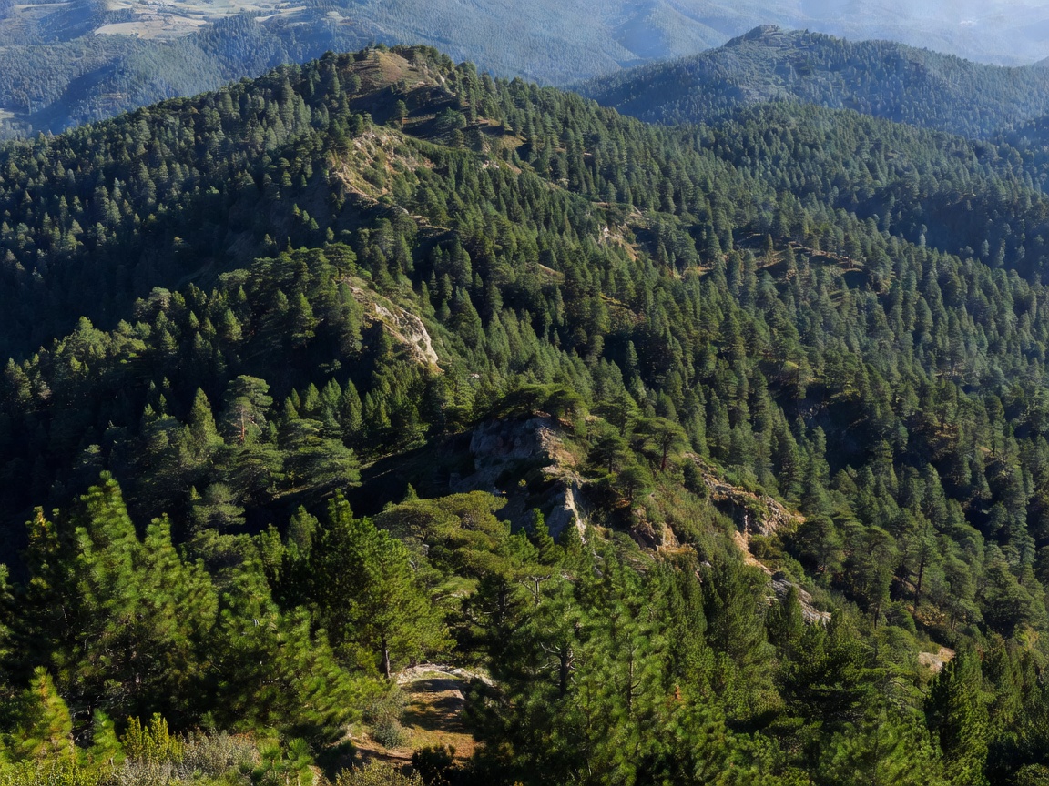 Mountain pine slopes perspective view